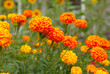  marigold at yard