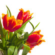 Foto: Beautiful red tulips Beautiful red tulips