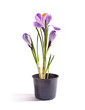 Foto: lilac flower crocus lilac flower crocus