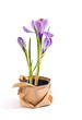 Foto: flower crocus flower crocus