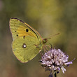 Colias crocea, Wander-Gelbling - Common Clouded Yellow