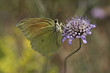 Gonepteryx cleopatra, Cleopatra, Cleopatra butterfly