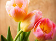 Tulips.