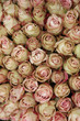 Pale pink rose buds