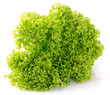 Fresh lettuce