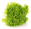 Fresh lettuce
