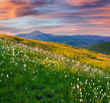 Beautiful summer sunset in the mountains with a feather grass.