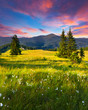 Beautiful summer landscape in the mountains with a feather grass