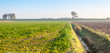 Dutch landscape with early morning mist