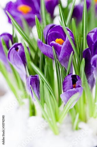 Photo: Early spring - crocus flowers in snow Early spring - crocus flowers in snow