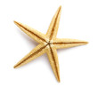 Starfish isolated on white background. Sea stars and shells.
