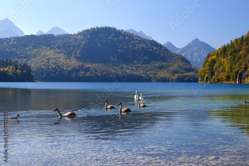 Photo: swan family on Alpsee swan family on Alpsee