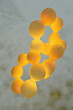 Fat cells - 3D Render