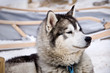 Husky, chien de traîneau