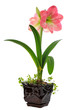 Photo: blooming amaryllis blooming amaryllis