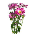 Photo: chrysanthemum chrysanthemum