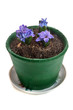 Photo: blue hyacinth blue hyacinth