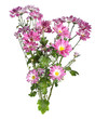 Photo: chrysanthemum chrysanthemum