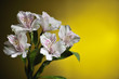 Photo: white alstroemeria white alstroemeria