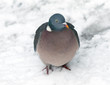 Pigeon