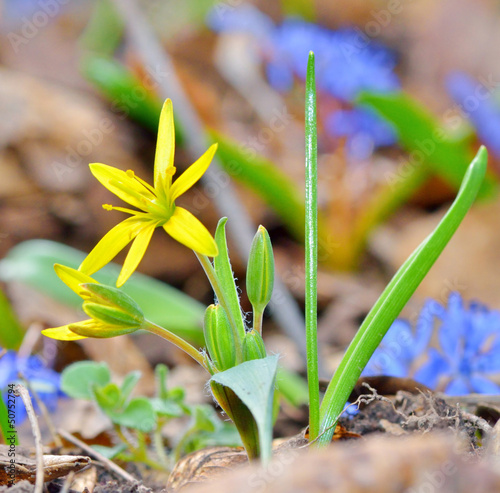 Photo: yellow spring flowers yellow spring flowers
