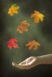Photo: Catching Leaves Catching Leaves