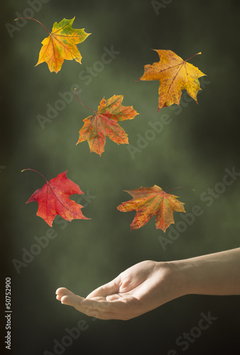 Photo: Catching Leaves Catching Leaves