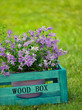 Violette Blumen in türkiser Holzbox