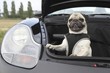 Welpen/Hund
