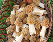 Morels mushrooms in a trug (Morchella esculenta)