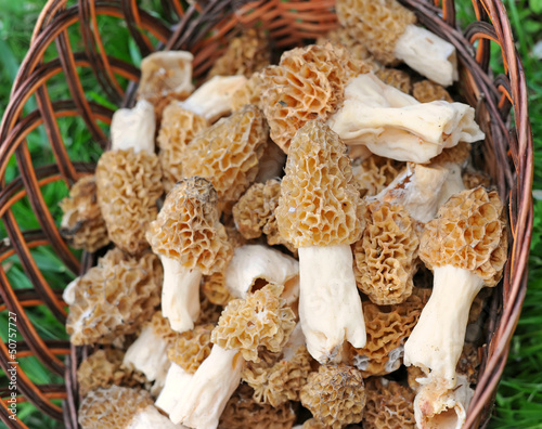 Photo: Morels mushrooms in a trug (Morchella esculenta) Morels mushrooms in a trug (Morchella esculenta)