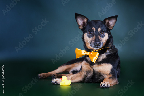 Photo: puppy puppy