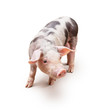 Young piglet