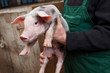Young piglet on hands