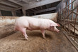 Young boar