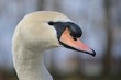 Cigno