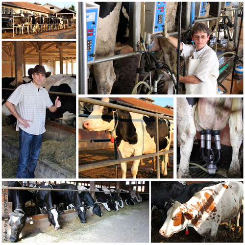 Photo: Dairy Farm - Collage Dairy Farm - Collage