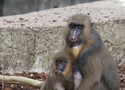 Photo: Mandrill monkey with young Mandrill monkey with young