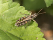 Grasshopper