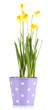 Beautiful yellow daffodils in flowerpot isolated on white