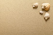 Shells On Sand