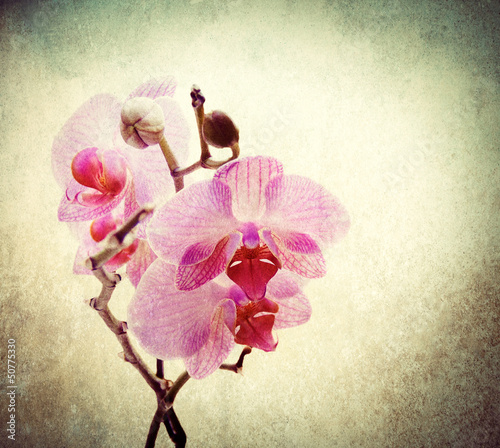 Photo: Vintage Orchid Vintage Orchid