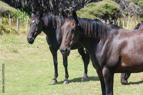 Photo: grazing black horses grazing black horses