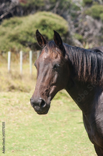Photo: head of black horse head of black horse
