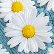 Margeriten
