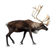 Reindeer over white background shade