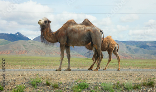 Photo: Bactrian camels Bactrian camels