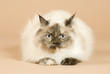 Photo: beautiful kitten lying down ,perser cat beautiful kitten lying down ,perser cat