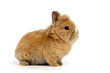 junges Kaninchen