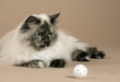 Photo: beautiful kittenplaying with ball,perser cat beautiful kittenplaying with ball,perser cat